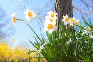 daffodils-684225_960_720.jpg